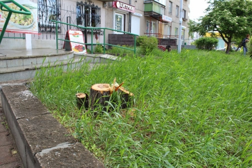 Город не досчитался нескольких деревьев. Два из них в центре города спилили вандалы