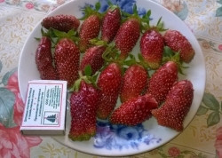 Эта ягода опять в продаже. Наступила пора осенних посадок садовой земляники