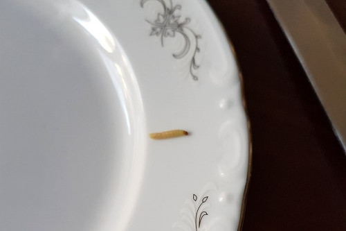 Приятного аппетита! Жительница Магнитки обнаружила червяка в только что сваренном яйце