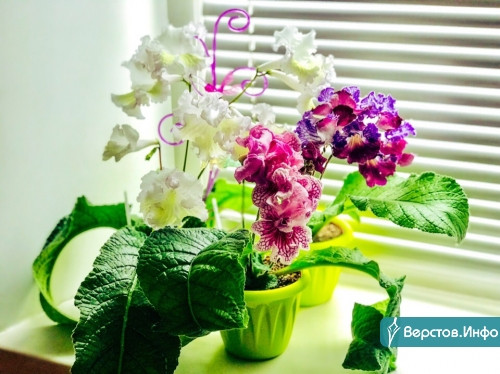Комнатные растения на любой вкус. Цветоводы Магнитки приглашают горожан на выставку-продажу «Цветы для души»