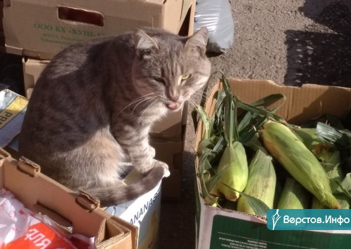 Конкретный котик. За уличной торговлей на улице «Правды» приглядывает усатый помощник