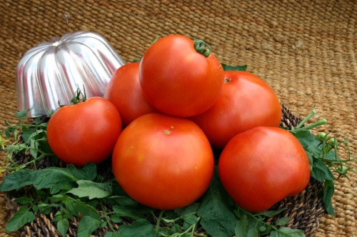 Его ждали и он пришел. Высокоурожайный, крупноплодный, ультраранний гибрид томата «Примо Ред»!