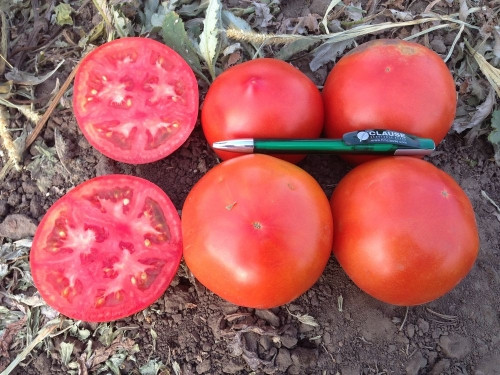 Его ждали и он пришел. Высокоурожайный, крупноплодный, ультраранний гибрид томата «Примо Ред»!
