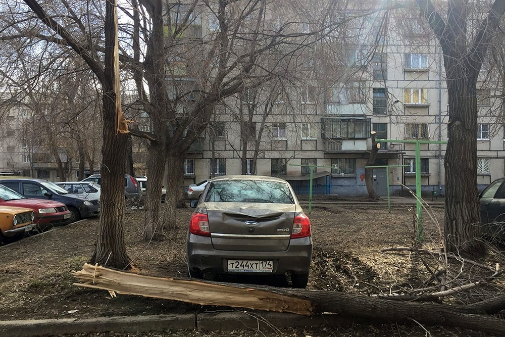 Магнитогорск дворы. Старое дерево во дворе. Деревья Магнитогорска. Ветер во дворе.