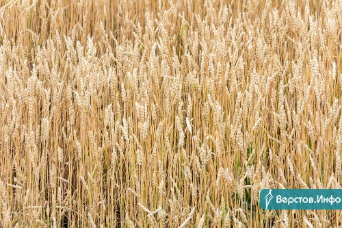 Аномальная жара уничтожила часть посевов. Губернатор пообещал аграриям Челябинской области поддержку