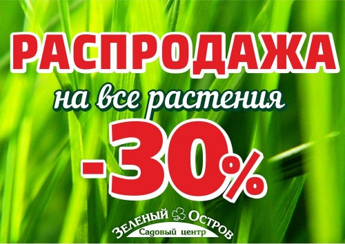 Зимостойкие гортензии уже в продаже! На пике популярности – эффектная и яркая метельчатая гортензия