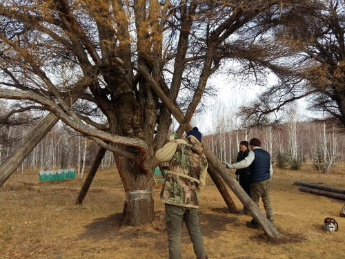 Это шанс! Неравнодушные люди попытались спасти кужановские лиственницы своими силами Это шанс! Неравнодушные люди попытались спасти кужановские лиственницы своими силами