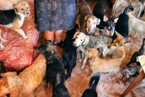 Её штрафуют, а ей нипочем! Жительница Магнитогорска устроила в однокомнатной квартире приют для 13 животных