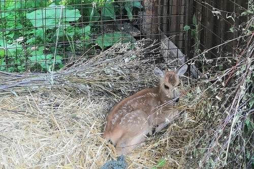 В зоопарке Абзаково – пополнение. Оленёнку, спасённому под Магнитогорском во время лесных пожаров, нашли новый дом