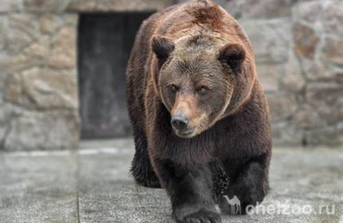 В Челябинском зоопарке неизвестные отравили двух медведей. Животные погибли