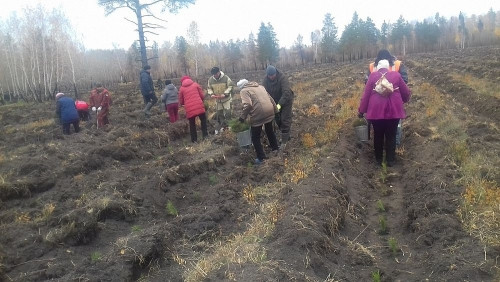 200 добровольцев участвовали в акции. В Карталинском районе на месте сгоревшего леса высаживают новый