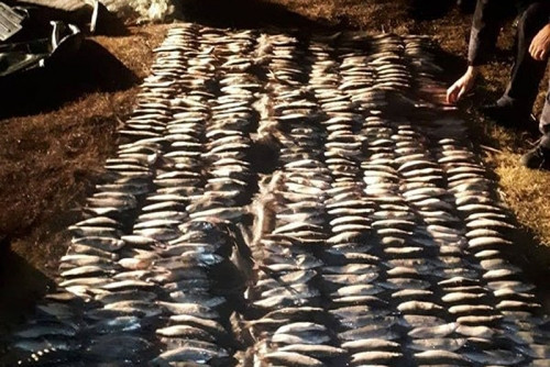 Наловили рыбы на 2 млн рублей. На Малом Чебачьем озере поймали двух браконьеров из Магнитогорска