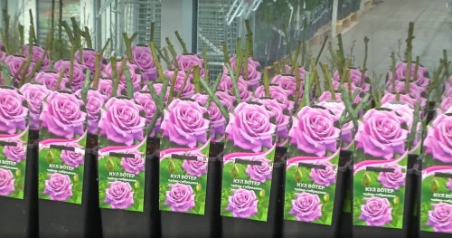 В садовых центрах «Зелёный остров» беспрецедентная акция – скидка до 50 % на саженцы роз!