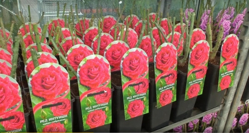 В садовых центрах «Зелёный остров» беспрецедентная акция – скидка до 50 % на саженцы роз!