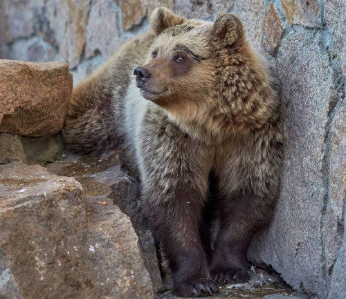 В окрестностях Банного поймали еще одного медвежонка. Он тоже будет жить в зоопарке Челябинска