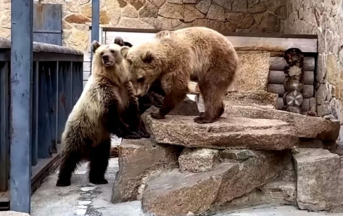 Какая милота! Медведицы, обитавшие в окрестностях Банного, воссоединились в челябинском зоопарке