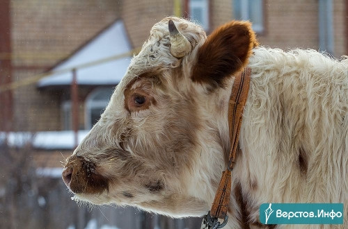 Поддержка для сельского производителя. В Челябинской области фермеры получают гранты на развитие