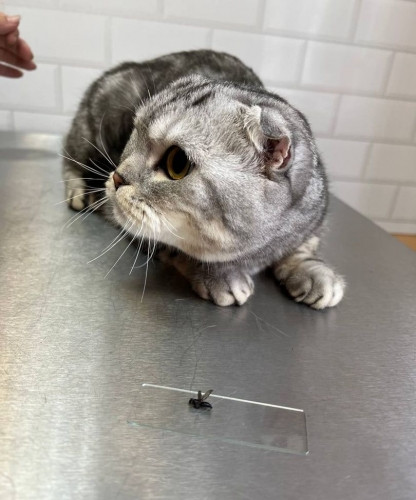 Муха в ухе. В Магнитогорске спасли кошку, которая пострадала от насекомого