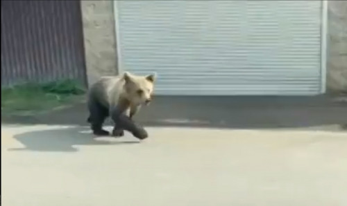 Отстрел – самая крайняя мера. Медвежонка, который бродит в окрестностях Банного, поймают и вернут в лес