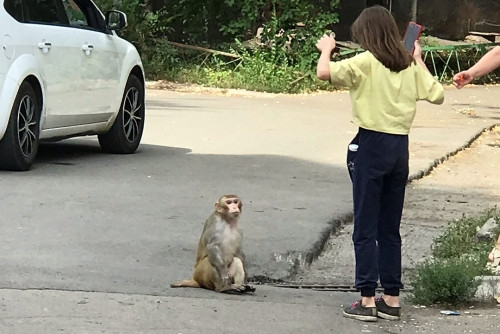 В Магнитогорске ищут хозяина обезьяны, гуляющей по городу. Она уже успела укусить и поцарапать нескольких жителей
