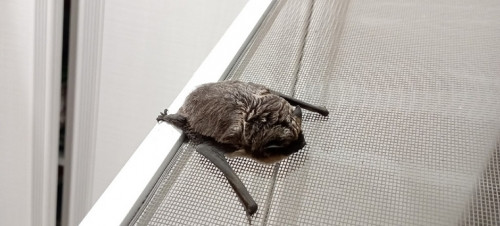 Вцепилась в москитку. В Магнитогорске летучая мышь поселилась на окне квартиры