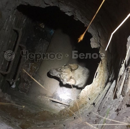 Вытащили пса из колодца. В Магнитогорске неравнодушные сотрудники Индустриального парка спасли бездомную собаку